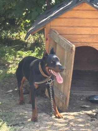 1 YAŞ ERKEK DOBERMAN