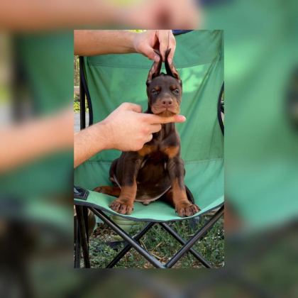 FCI KIF SECERELİ DOBERMAN YAVRULARI