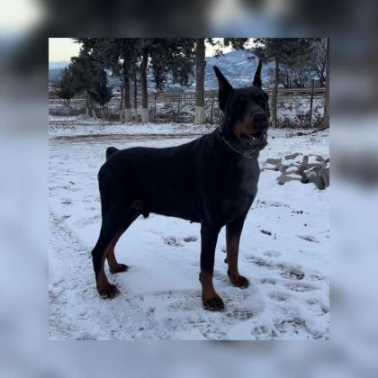 FCI KIF SECERELİ DOBERMAN YAVRULARI
