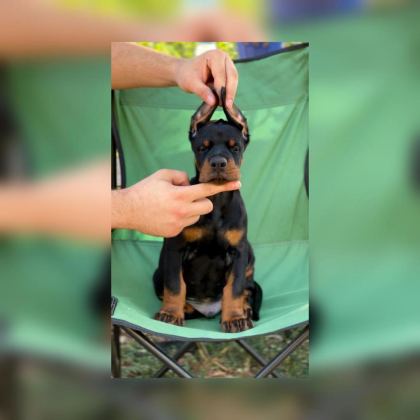 FCI KIF SECERELİ DOBERMAN YAVRULARI