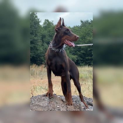 FCI KIF SECERELİ DOBERMAN YAVRULARI