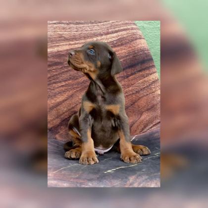 FCI KIF SECERELİ DOBERMAN YAVRULARI