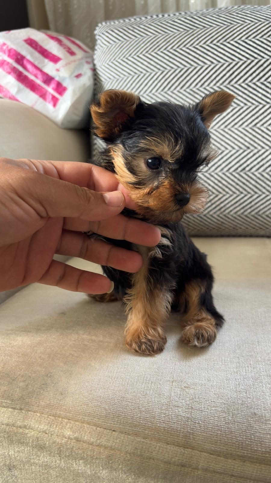 YORKSHİRE TERRİER YAVRU KÖPEKLERİMİZ