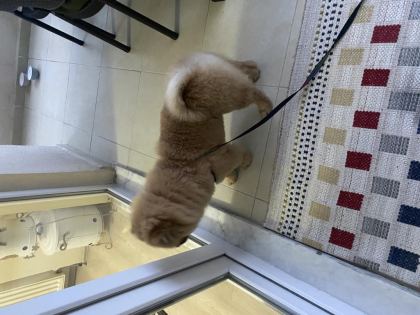 ÇİN ASLANI KÖPEĞİMİZ