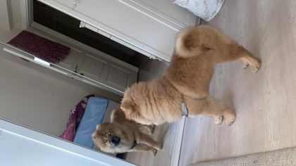 ÇİN ASLANI KÖPEĞİMİZ