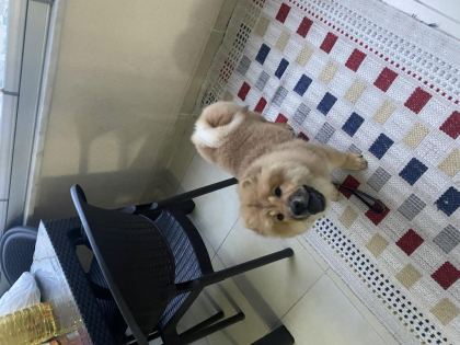 ÇİN ASLANI KÖPEĞİMİZ