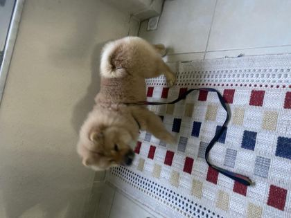 ÇİN ASLANI KÖPEĞİMİZ