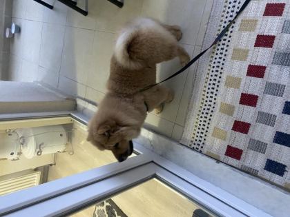 ÇİN ASLANI KÖPEĞİMİZ