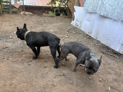 FRANSIZ BULLDOG VE DİĞER İSMİYLE FRENCH BULLDOG