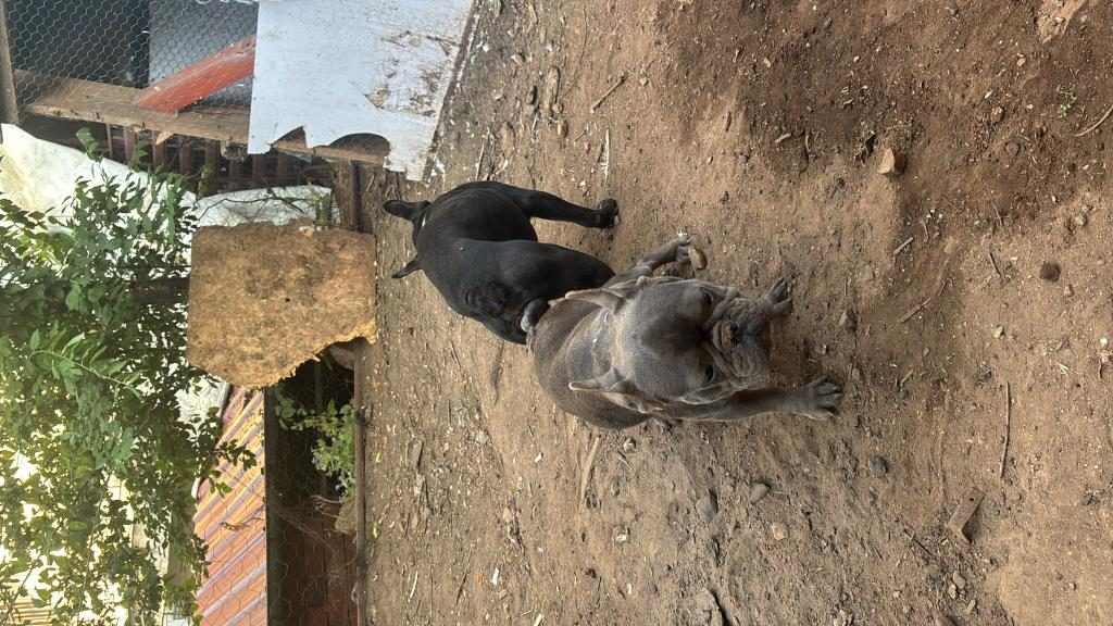 FRANSIZ BULLDOG VE DİĞER İSMİYLE FRENCH BULLDOG