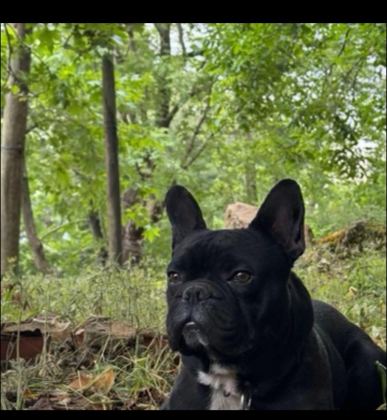 FRANSIZ BULLDOG VE DİĞER İSMİYLE FRENCH BULLDOG
