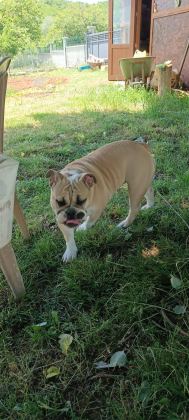 6 AYLIK DİŞİ İNGİLİZ BULLDOG