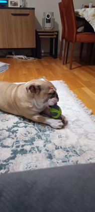 6 AYLIK DİŞİ İNGİLİZ BULLDOG