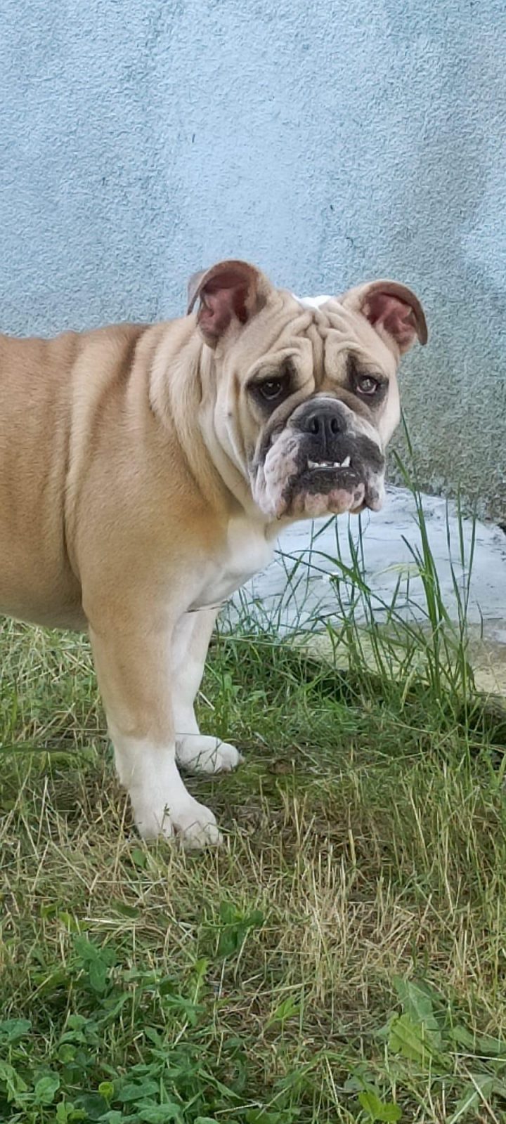 6 AYLIK DİŞİ İNGİLİZ BULLDOG