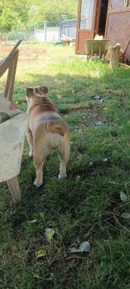 6 AYLIK DİŞİ İNGİLİZ BULLDOG