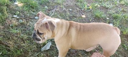 6 AYLIK DİŞİ İNGİLİZ BULLDOG