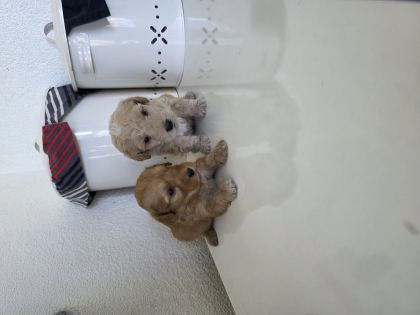 Çok Büyümeyen Minyatür Minnaklarım Teslime Hazır