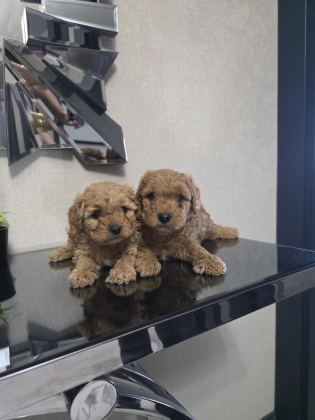 Teslime Hazır Poodle Minnaklarım