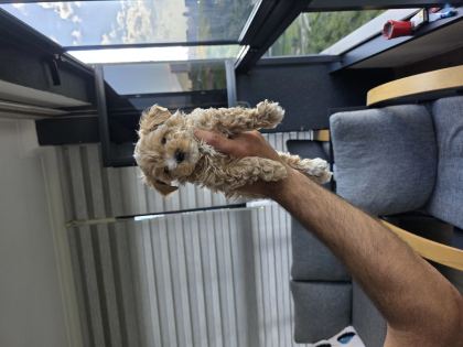 Tuvalet Eğitimli Minyatür Minnaklarım