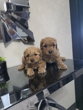 Teslime Hazır Poodle Minnaklarım