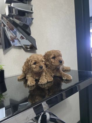 Teslime Hazır Poodle Minnaklarım