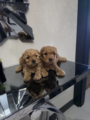 Teslime Hazır Poodle Minnaklarım