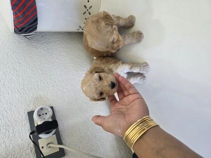 Çok Büyümeyen Minyatür Minnaklarım Teslime Hazır