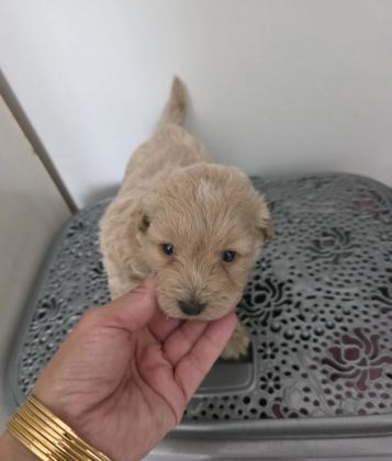 Çok Büyümeyen Minyatür Minnaklarım