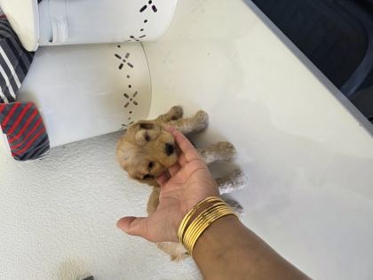 Çok Büyümeyen Minyatür Minnaklarım Teslime Hazır