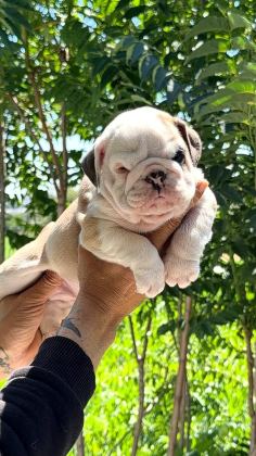 ÜST DÜZEY İNGİLİZ BULLDOG YAVRULAR