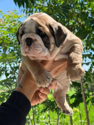 ÜST DÜZEY İNGİLİZ BULLDOG YAVRULAR