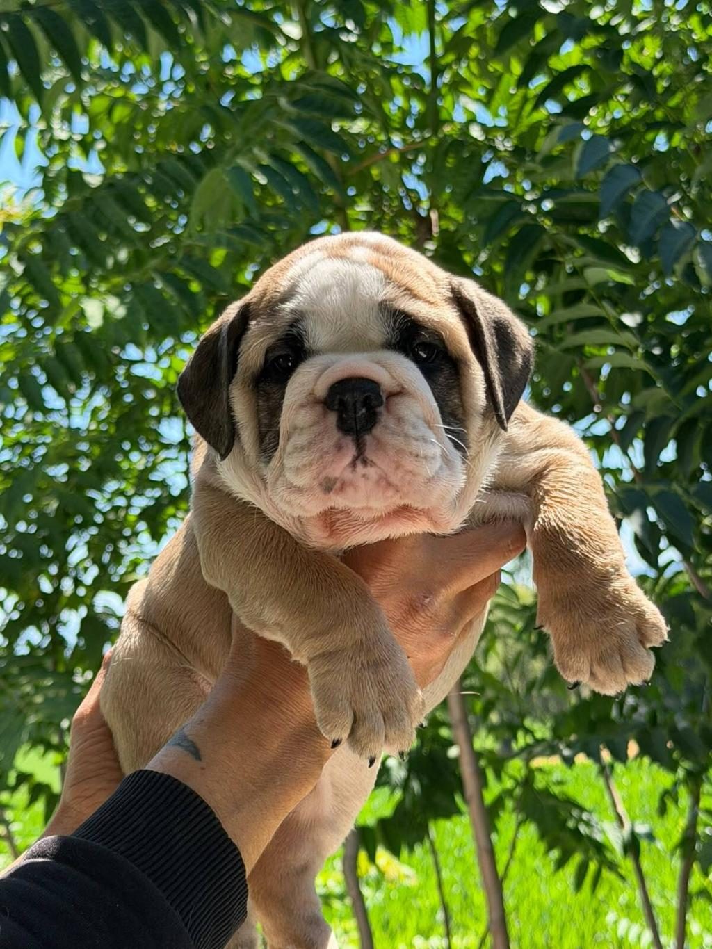 ÜST DÜZEY İNGİLİZ BULLDOG YAVRULAR