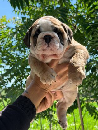 ÜST DÜZEY İNGİLİZ BULLDOG YAVRULAR