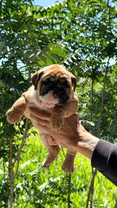 ÜST DÜZEY İNGİLİZ BULLDOG YAVRULAR