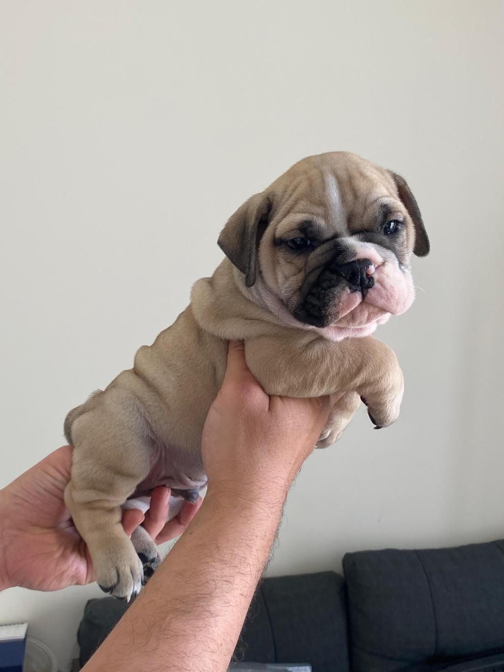 ENGLİSH BULLDOG KÖPEKLER
