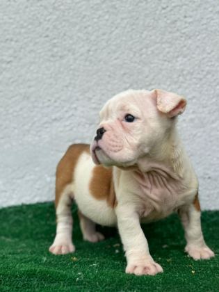 SAFKAN ERKEK VE DİŞİ YAVRU KÖPEKLER