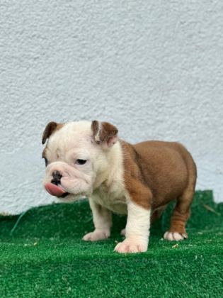 SAFKAN ERKEK VE DİŞİ YAVRU KÖPEKLER