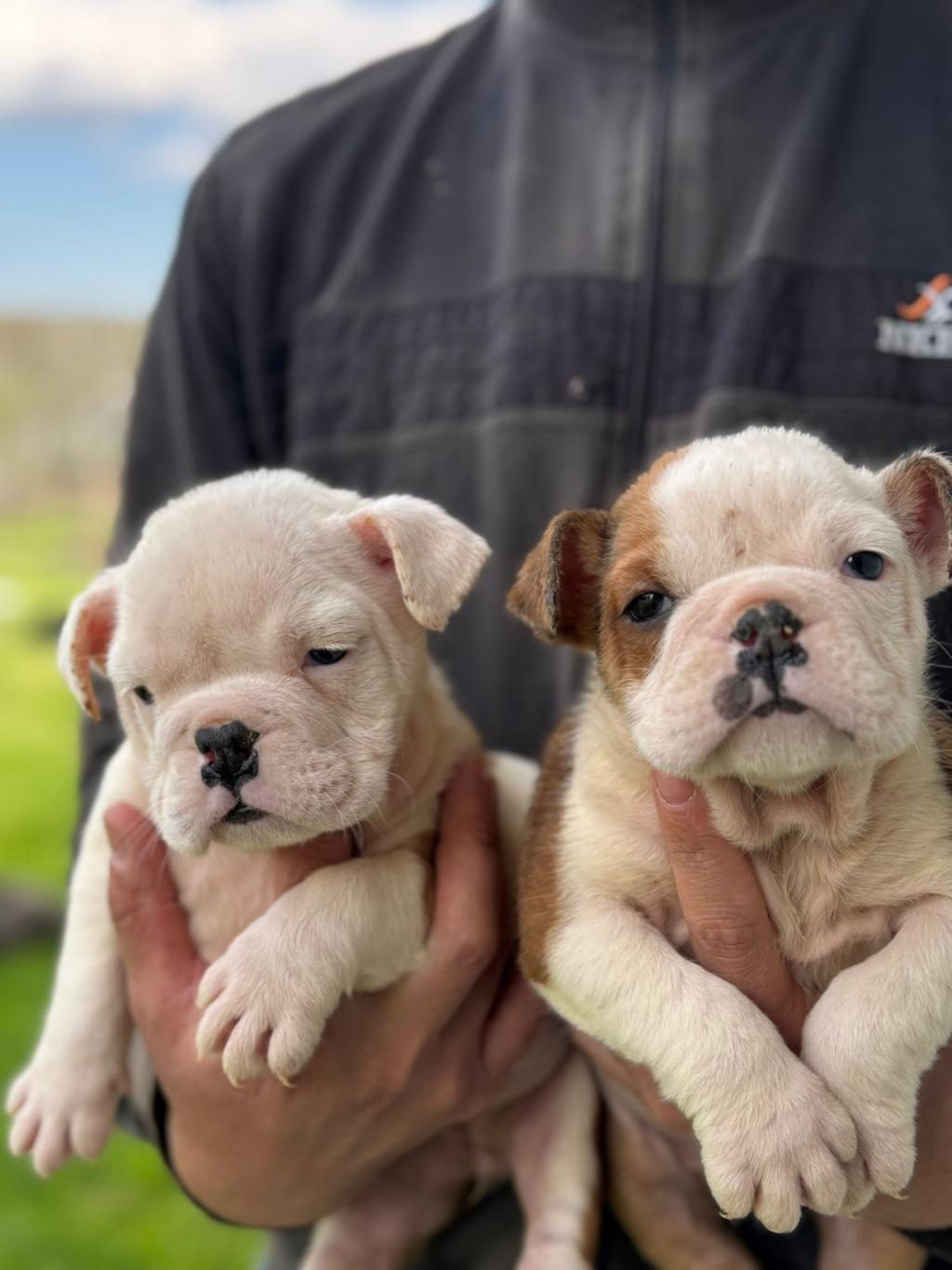 SAFKAN ERKEK VE DİŞİ YAVRU KÖPEKLER