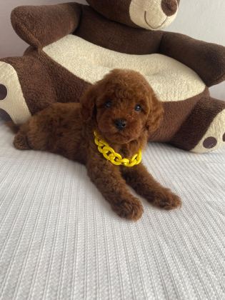 Toy poodle