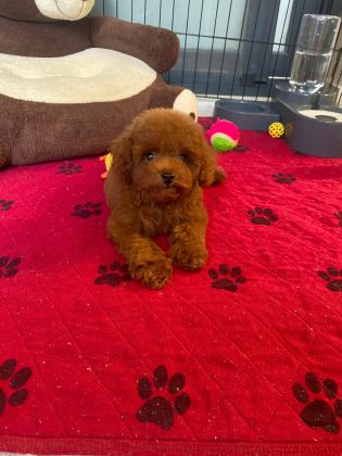Toy poodle