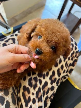 Toy poodle