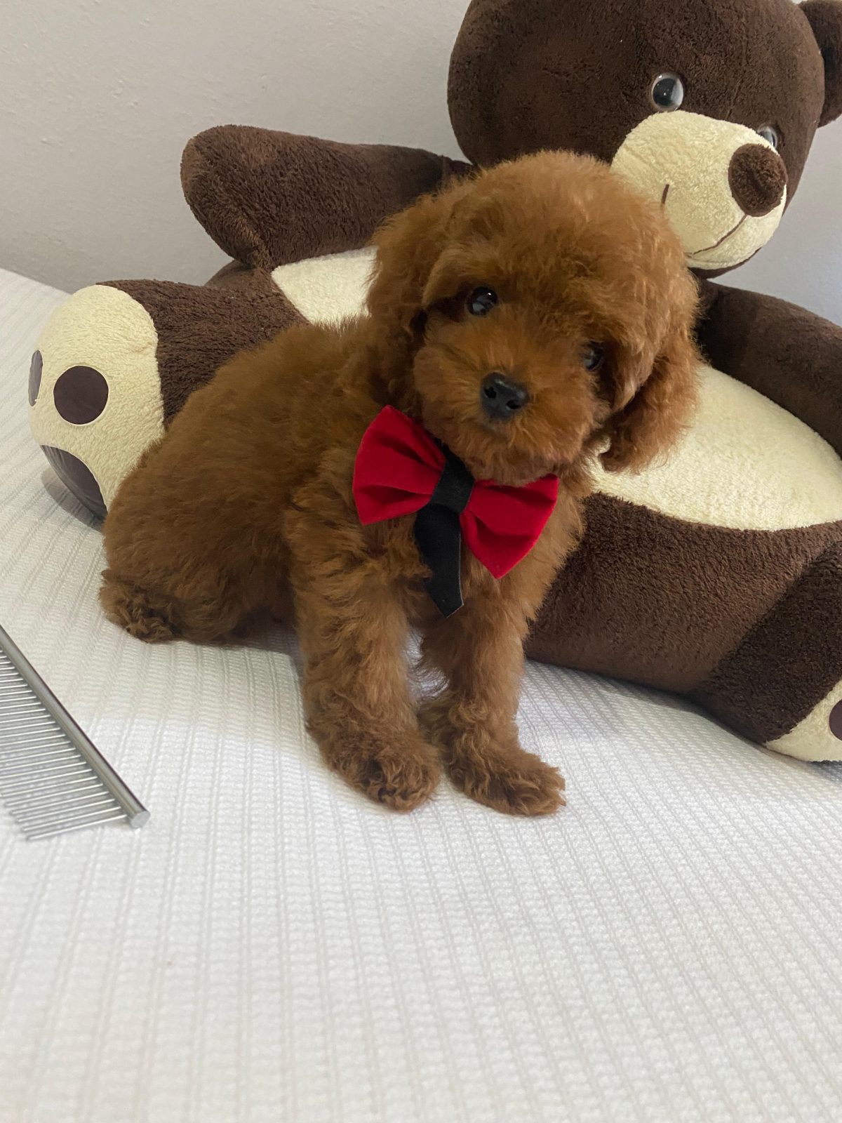 Toy poodle