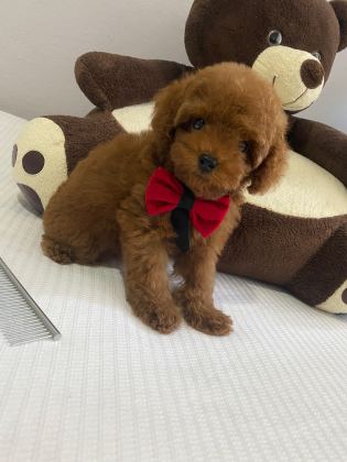 Toy poodle