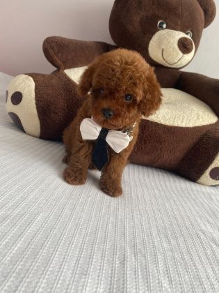 Toy poodle