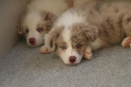 A ŞECERE YAVRU KÖPEKLER