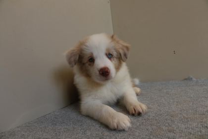 A ŞECERE YAVRU KÖPEKLER