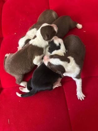 ŞEKER KÖPEKLER BUNLAR