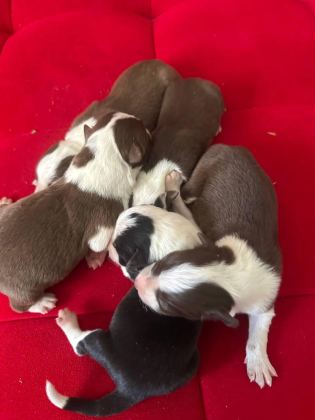 ŞEKER KÖPEKLER BUNLAR