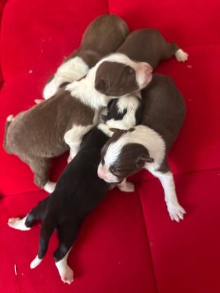 ŞEKER KÖPEKLER BUNLAR