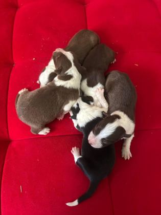 ŞEKER KÖPEKLER BUNLAR